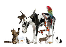 Group Of Pets Together In Front Of White Background
