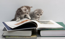 Scottish Fold Cats Are Considering A Book