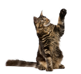 Wall Mural - Maine Coon with paw in air, 7 months old, in front of white back