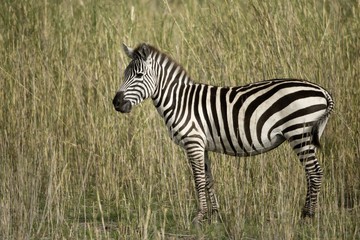 Poster - Zebra in Serengeti, Tanzania, Africa