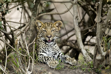 Wall Mural - Young leopard in Serengeti, Tanzania, Africa