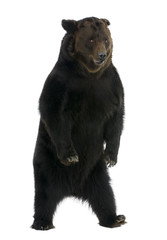siberian brown bear, 12 years old, standing