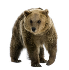 brown bear, 8 years old, walking in front of white background
