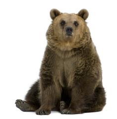 Wall Mural - Brown Bear, 8 years old, sitting in front of white background
