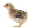 Chick, 15 days old, standing in front of white background