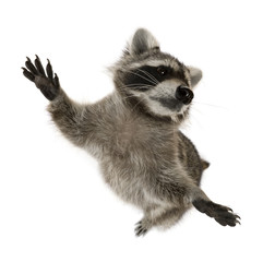 Wall Mural - Raccoon standing on hind legs in front of white background