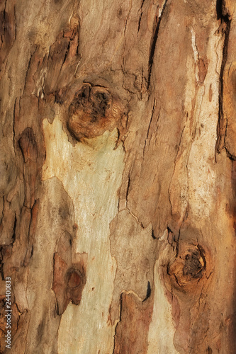 Dekoracja na wymiar  tekstura-kory-drzewa
