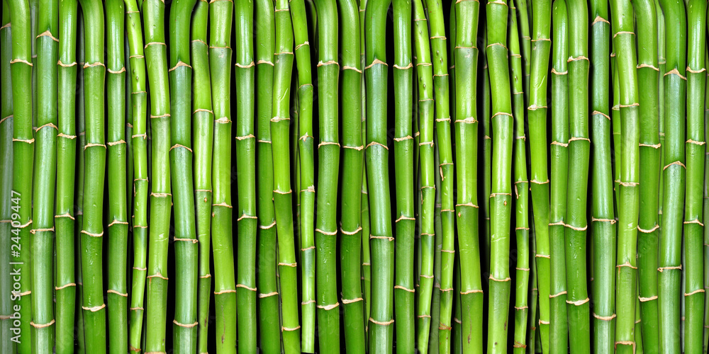 bamboo - obrazy, fototapety, plakaty 