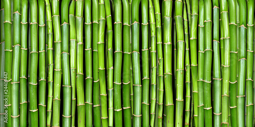 Obrazy zielone  bambus