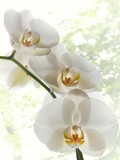 Fototapeta Storczyk - beautiful orchids