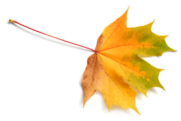 Wall Mural - leaf