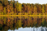 Fototapeta Las - Summer landscape at the lake and forest with mirror reflection