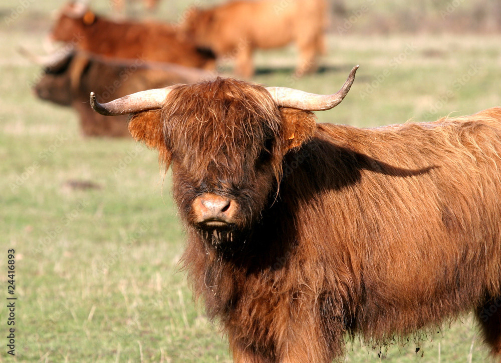 Vache highland corne au poil long et roux Stock Photo | Adobe Stock