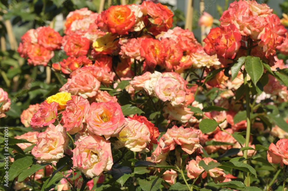 Stock-Foto „Rosenbusch“ | Adobe Stock