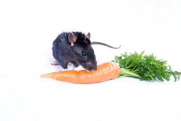 Wall Mural - Rat and carrots