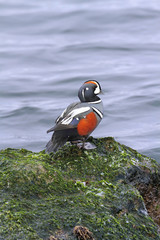 Wall Mural - Harlequin Duck