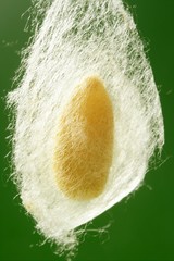 cocoon of silkworm hanging on silk worm net