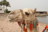 camel on the beach