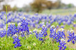 Texas Bluebonnet wildflowers