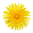 Yellow Dandelion - Taraxacum officinale  Isolated on White
