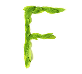 Wall Mural - leaf letters