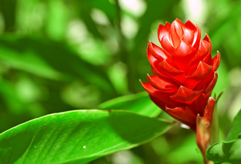 Wall Mural - ginger flower