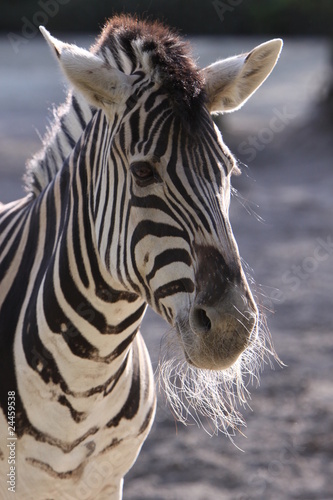 Plakat na papierze fotorealistycznym Burchell-Steppenzebra