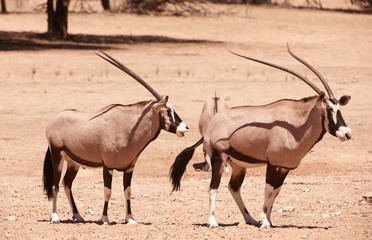 Sticker - Group of Gemsbok