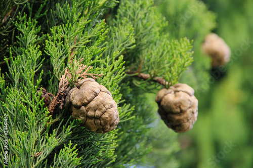 Cuadros en Lienzo Zypresse Zapfen - cypress cone 01