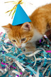 Leinwandbild Motiv Cat kitten with hat