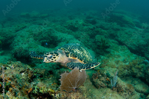 Tapeta ścienna Hawksbill sea turtle-eretmochelys imbriocota na rafie.