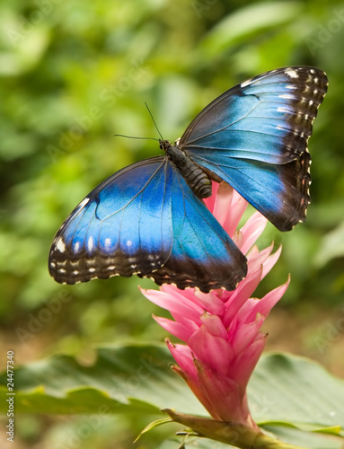 Tapeta ścienna Niebieski morpho