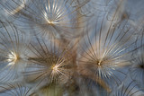 Fototapeta Dmuchawce - Dandelion Seeds