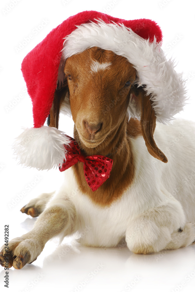 goats dressed up for christmas goat dressed up with santa hat Stock Photo