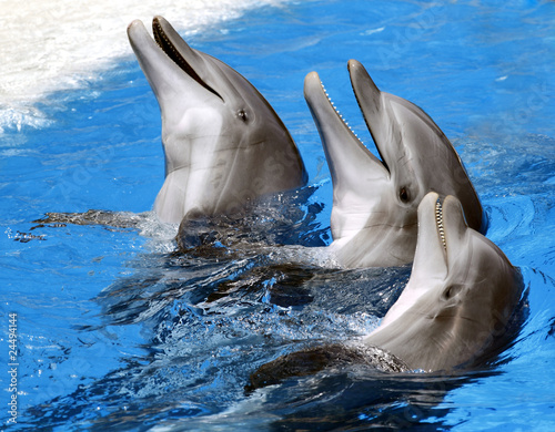 Board z aluminiowym obramowaniem Delfiny w Loro Parque, Hiszpania, Teneryfa
