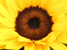 Detail Of Sunflower