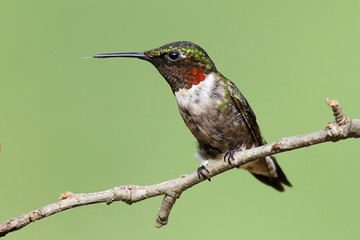 Aufkleber - Ruby-throated Hummingbird (archilochus colubris)