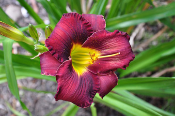 Burgundy Lily in Bloom