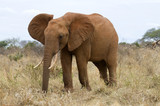 Fototapeta Sawanna - Elefant in Kenia, Afrika
