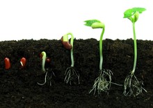 Sequence Of Bean Seeds Germination In Soil