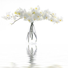 White Orchid In Vase Reflection