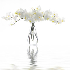 White orchid in vase reflection