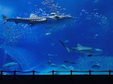 Aquarium Tank With Whale Shark