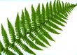 © Tatesh - leaf  of fern isolated close up