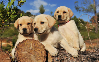 Wall Mural - chiots labradors