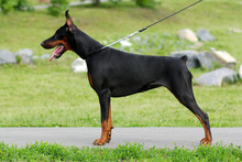 The Dog Is A Doberman Pinscher Stands In The Rack
