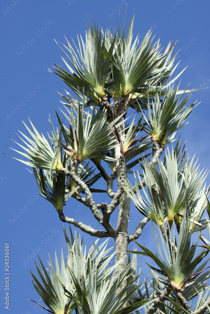 vacoas pandanus utilis Stock Photo | Adobe Stock
