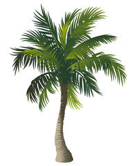 Palm