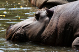 Fototapeta  - hipopotam