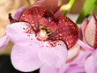 cymbidium or orchid flower in Keukenhof